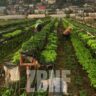 Farming Without Spending: The Power of Zero Budget Natural Farming (ZBNF)