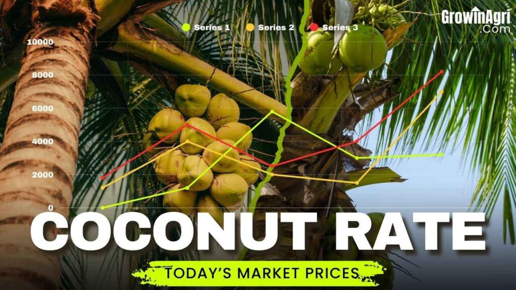 Coconut Rate Today