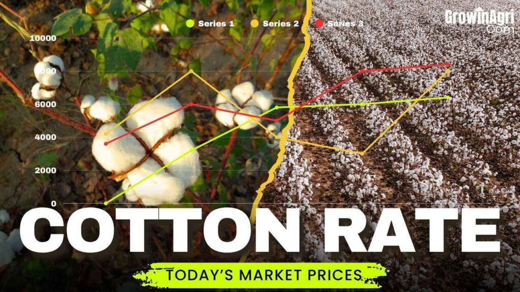 Cotton Rate Today