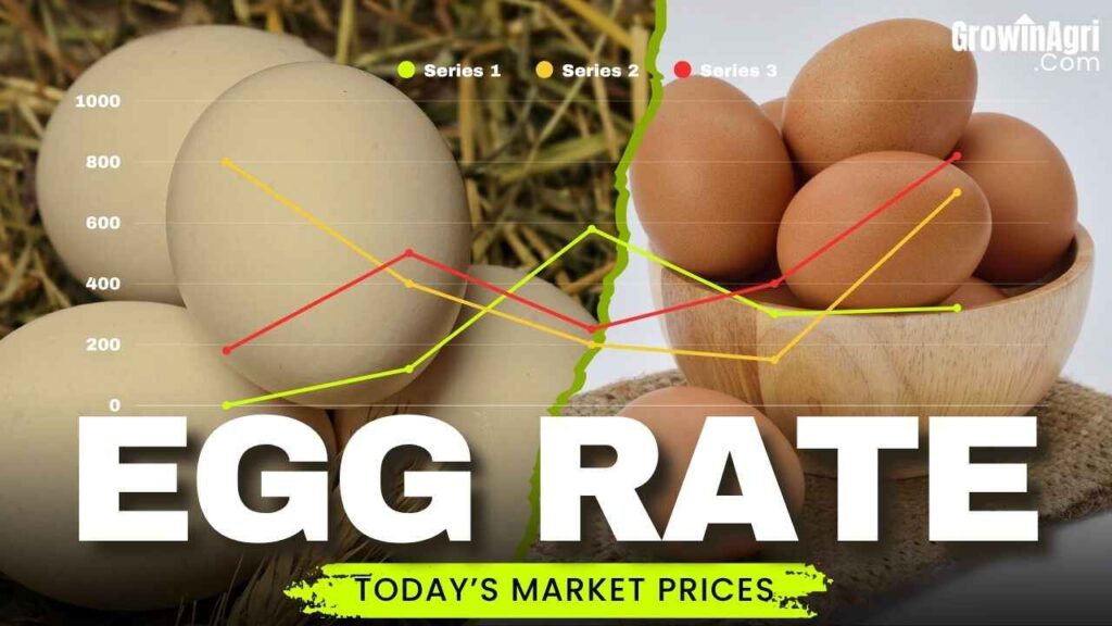 Egg Rate Today