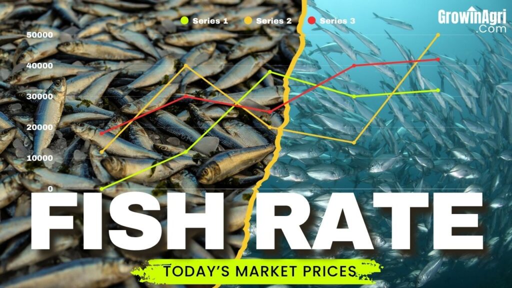 Fish Price Today