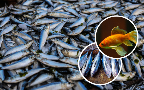 Today the price of fish reached ₹50,000/-