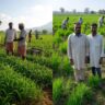 Organic Farming Business Model: From Production to Profitable Marketing