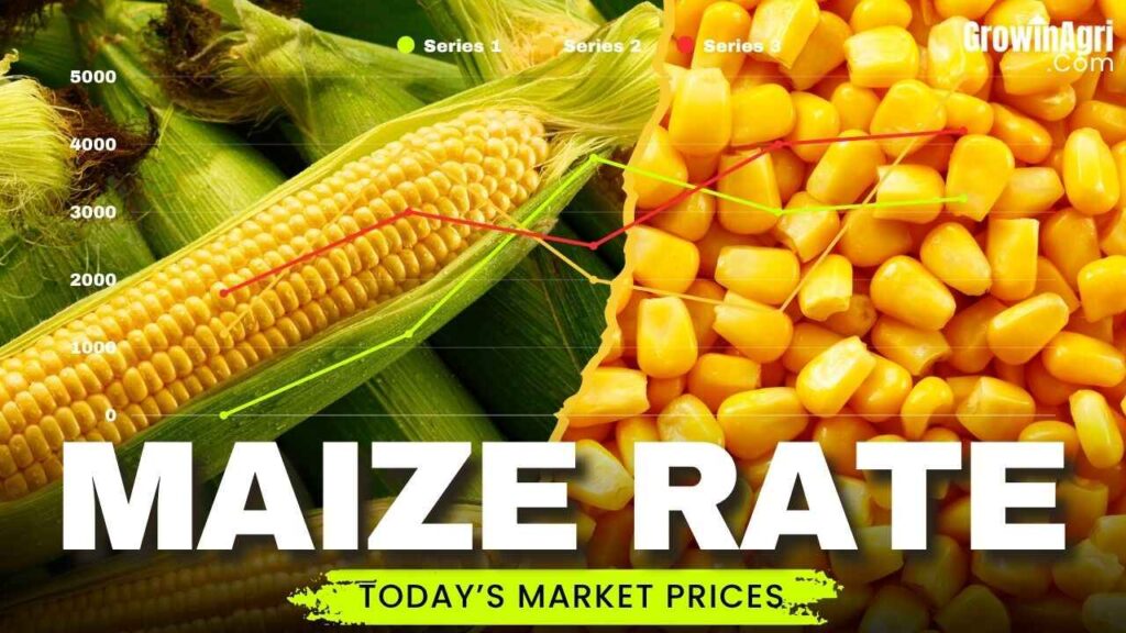 Maize Rate Today
