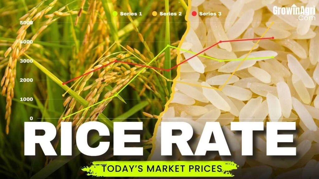 Rice Rate Today