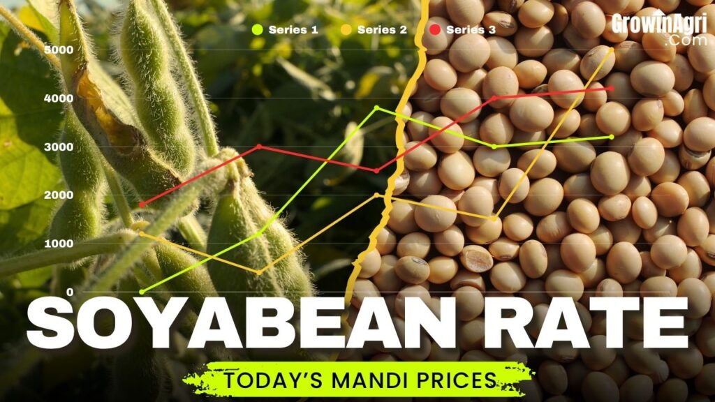 Soyabean Rate Today
