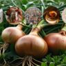 Top 5 Onion Business Ideas for 2025!