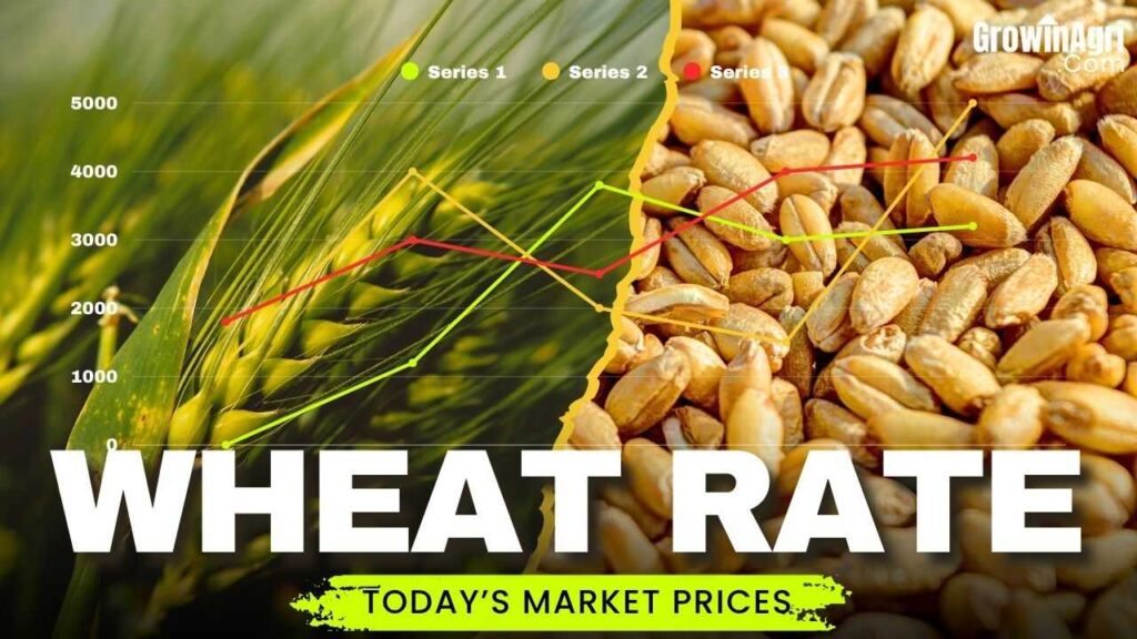 Wheat Rate Today
