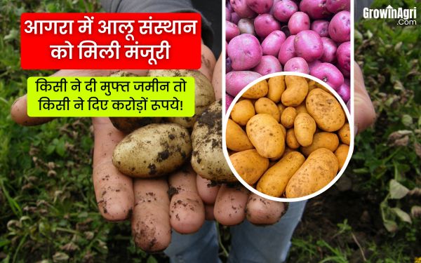 आगरा में आलू संस्थान को मिली मंजूरी, किसी ने दी मुफ्त जमीन तो किसी ने दिए करोड़ों रूपये!