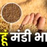 1 जून 2025: आज का गेहूं का मंडी भाव