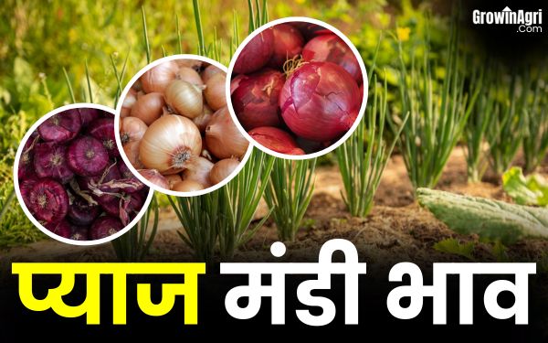 4000 रूपये प्रति क्विंटल तक बिका आज मंडी में प्याज