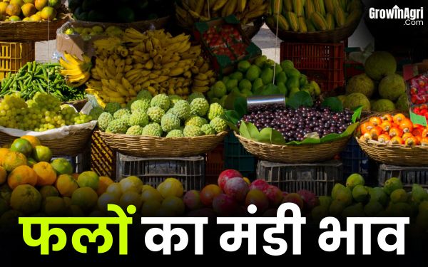 26 जून 2025: देखें आज कैसा रहा फलों का मंडी भाव!