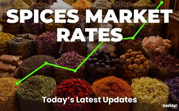 Today Spices Market Rate Highlights – 11 September
